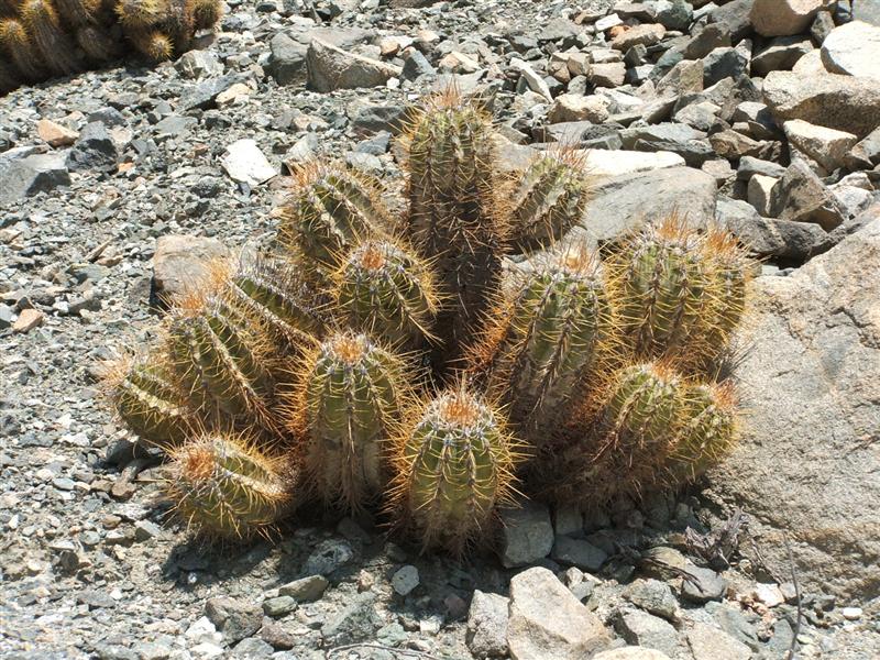 Copiapoa solaris v. luteispina 