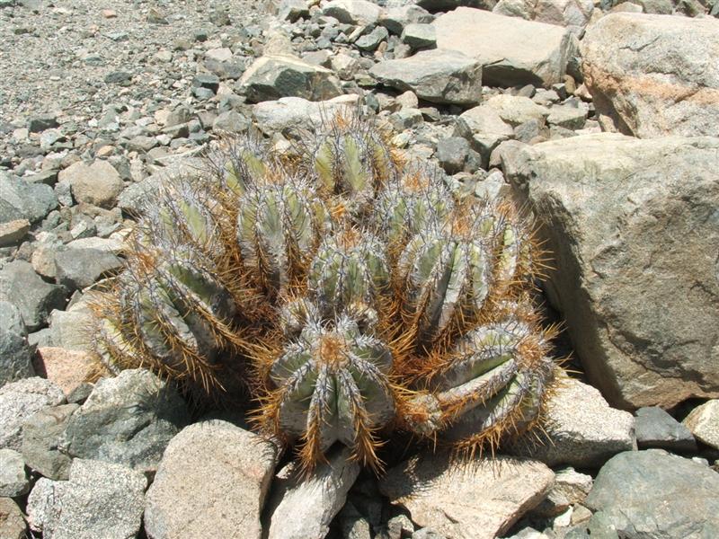 Copiapoa solaris v. luteispina 