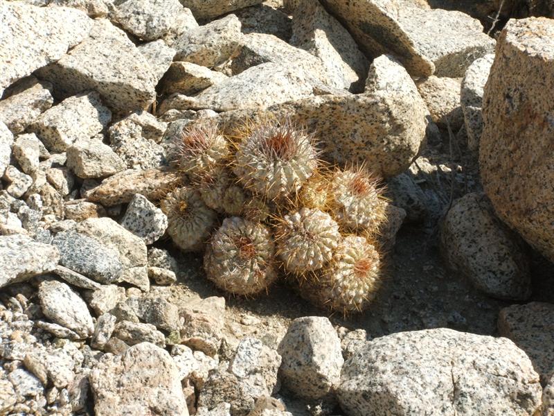 Copiapoa ahremephiana 