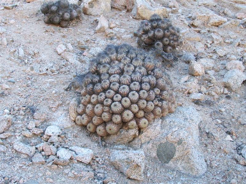 copiapoa ahremephiana 