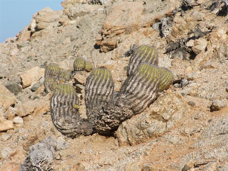 Copiapoa decorticans 