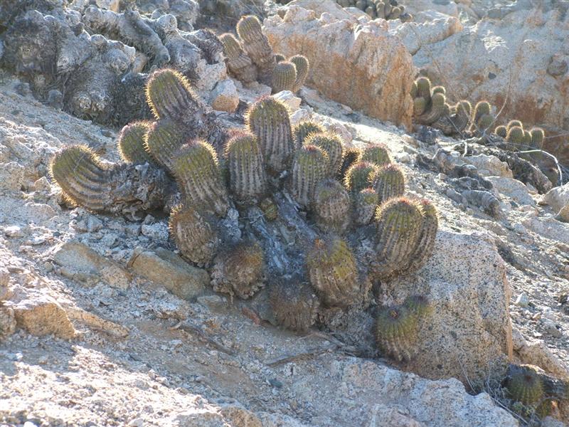 Copiapoa decorticans 