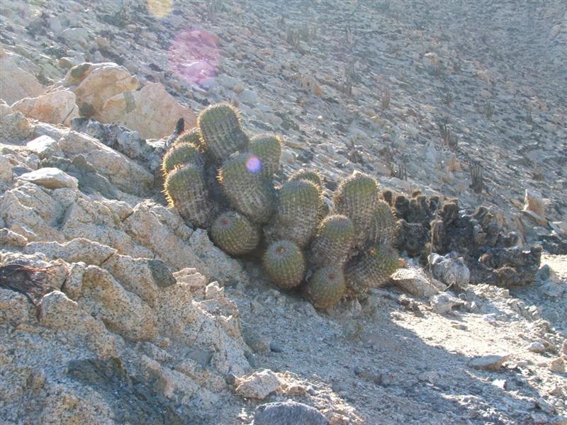 Copiapoa decorticans 