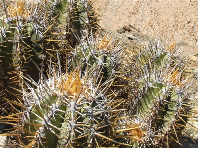 Copiapoa solaris 