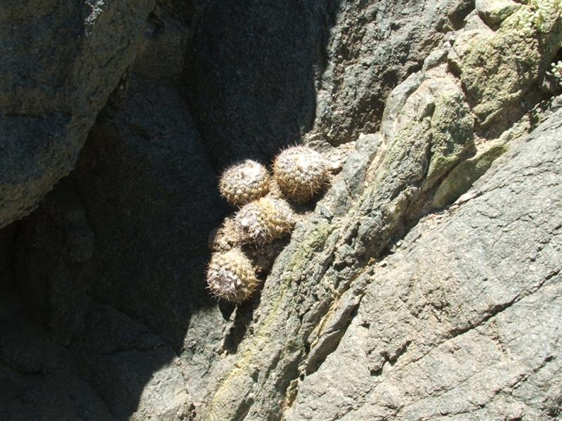 Copiapoa humilis ssp. variispinata 