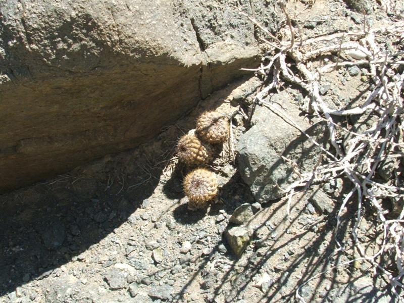 Copiapoa humilis ssp. variispinata 