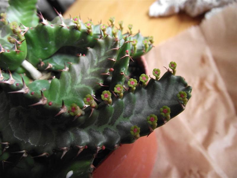 Euphorbia stellata 