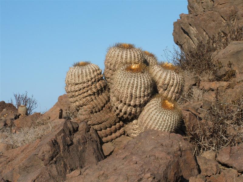 Copiapoa cinerea ssp. haseltoniana 