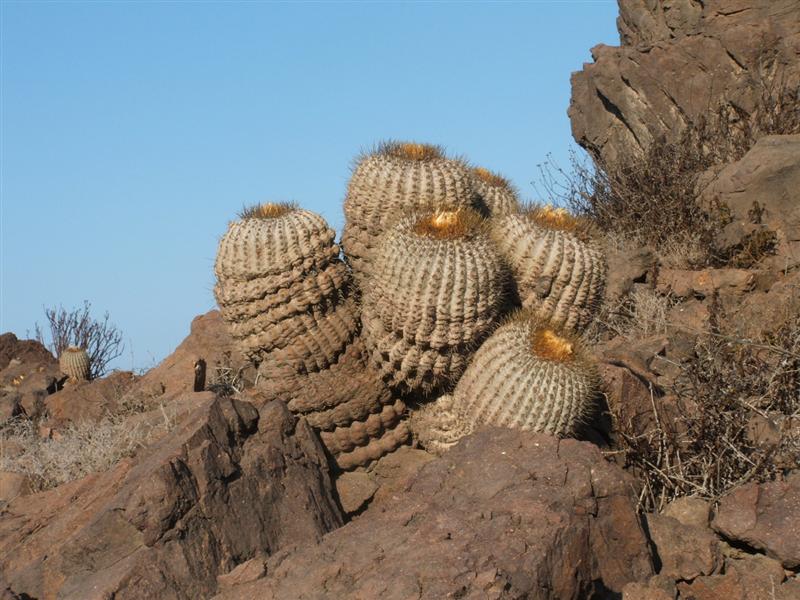 copiapoa cinerea ssp. haseltoniana 