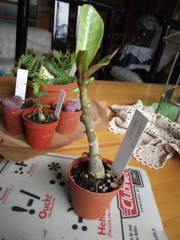 Adenium obesum 