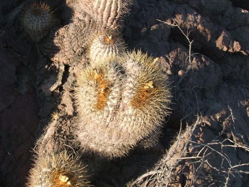 Copiapoa cinerea ssp. haseltoniana 
