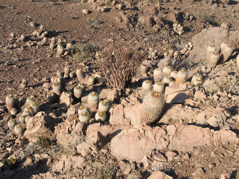 Copiapoa cinerea ssp. haseltoniana 