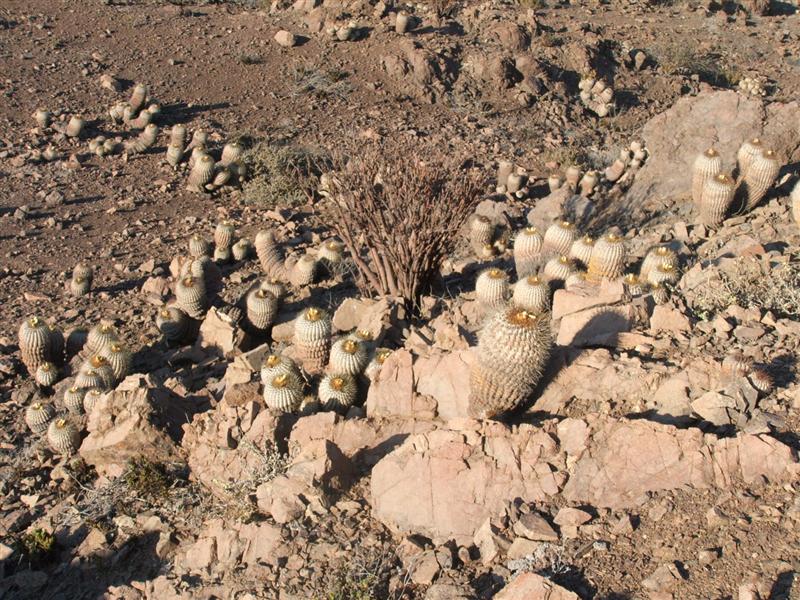 copiapoa cinerea ssp. haseltoniana 