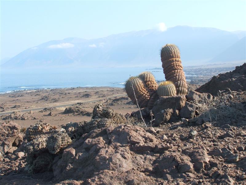 Copiapoa cinerea ssp. haseltoniana 