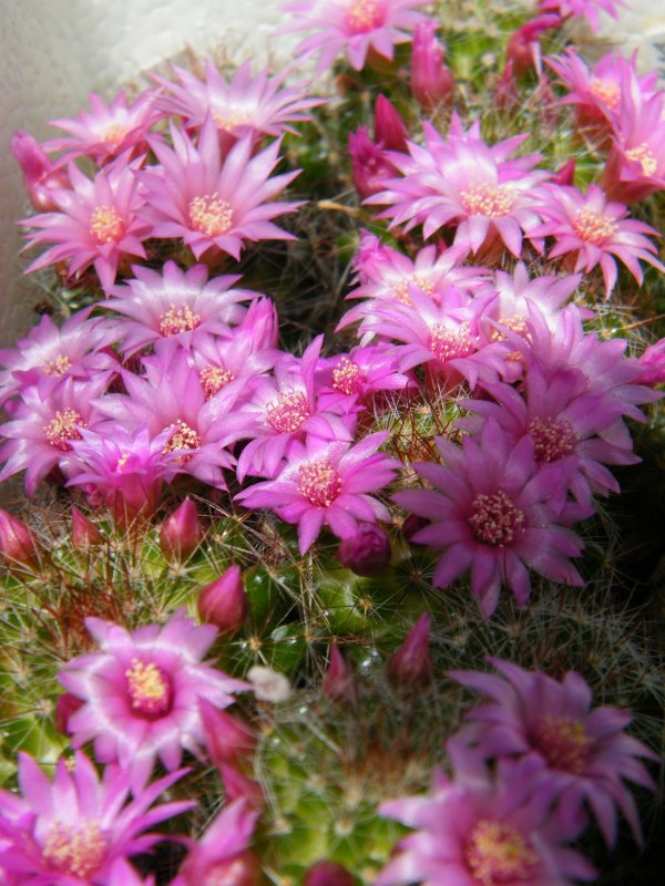 Mammillaria zeilmanniana 