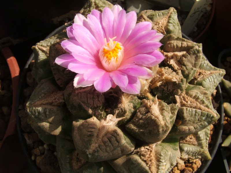 Ariocarpus fissuratus 