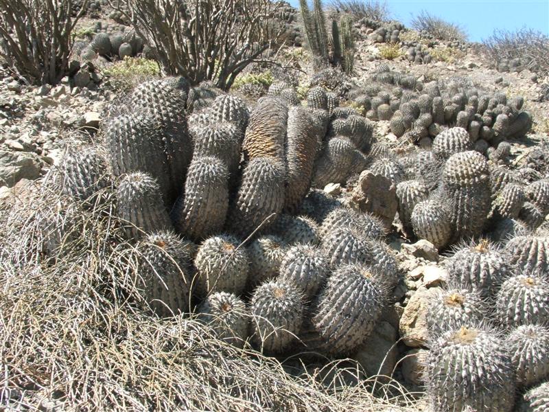 copiapoa cinerea ssp. haseltoniana v. eremophila