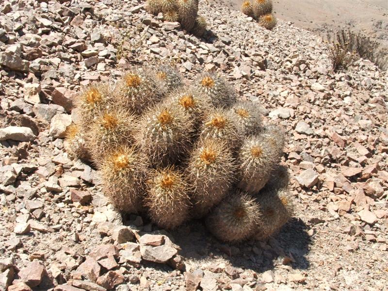 Copiapoa cinerea ssp. haseltoniana 