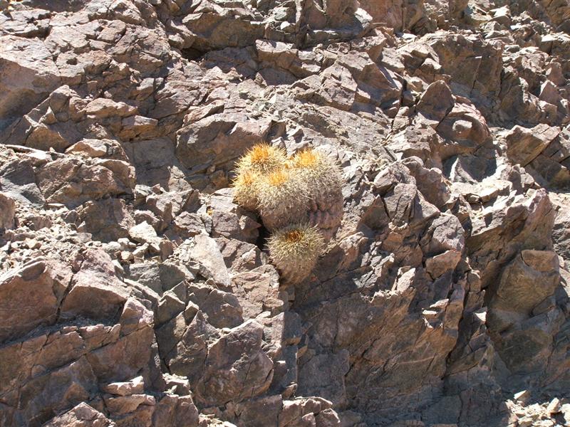 Copiapoa cinerea ssp. haseltoniana 
