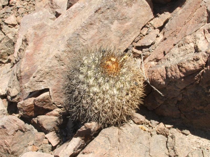 Copiapoa cinerea ssp. haseltoniana 