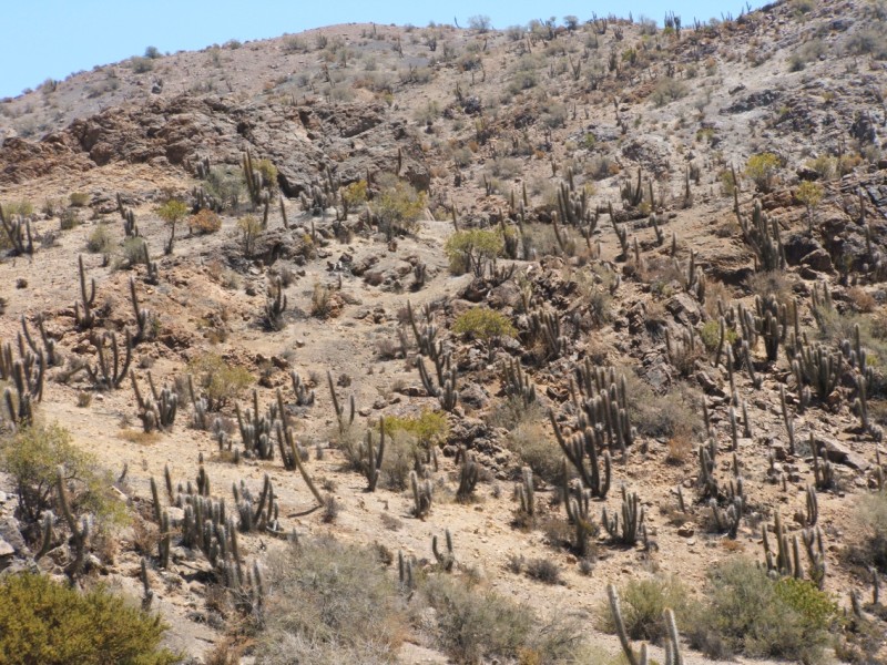 Trichocereus chiloensis 