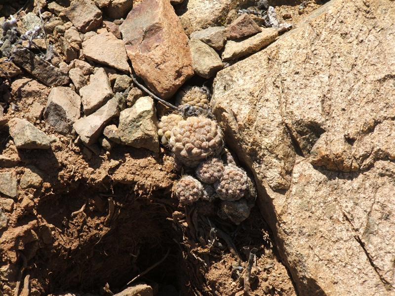 Copiapoa humilis 