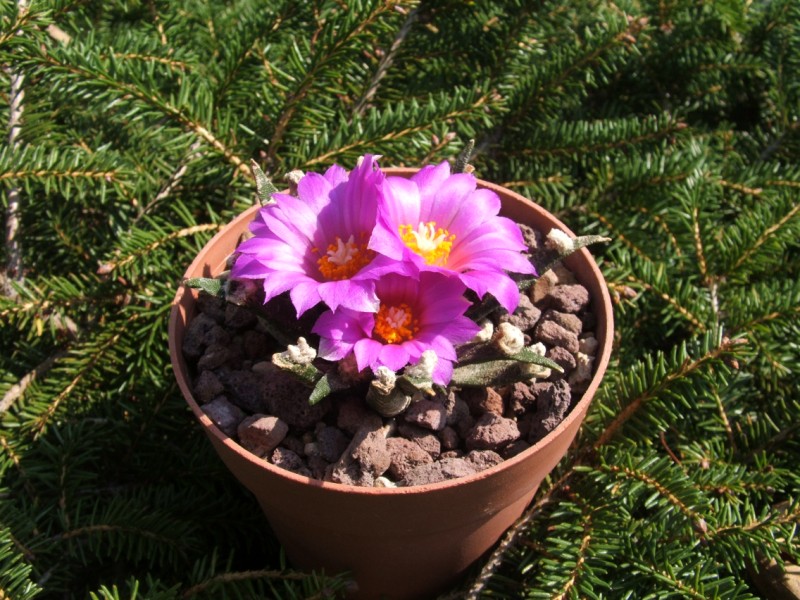 Ariocarpus agavoides 