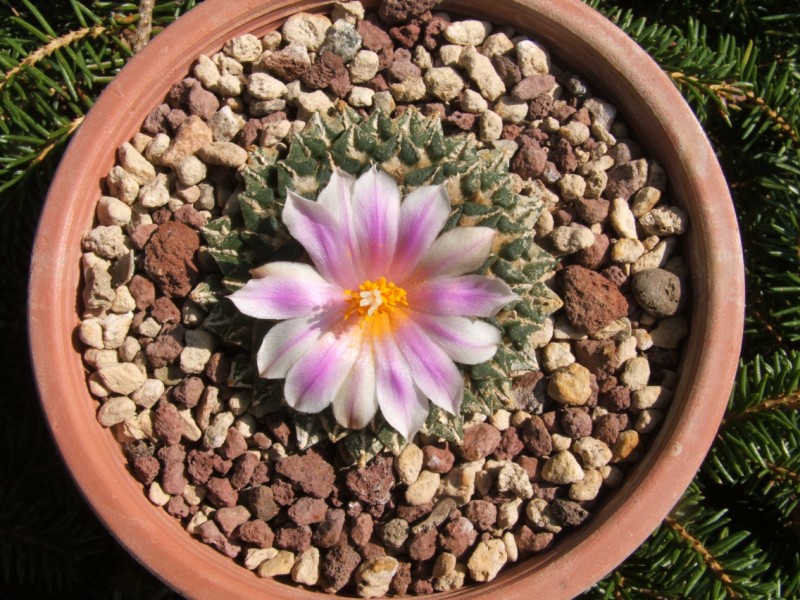 Ariocarpus kotschoubeyanus v. albiflorus 