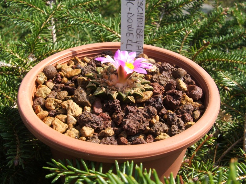 Ariocarpus kotschoubeyanus v. macdowellii 