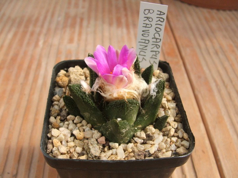 Ariocarpus bravoanus 