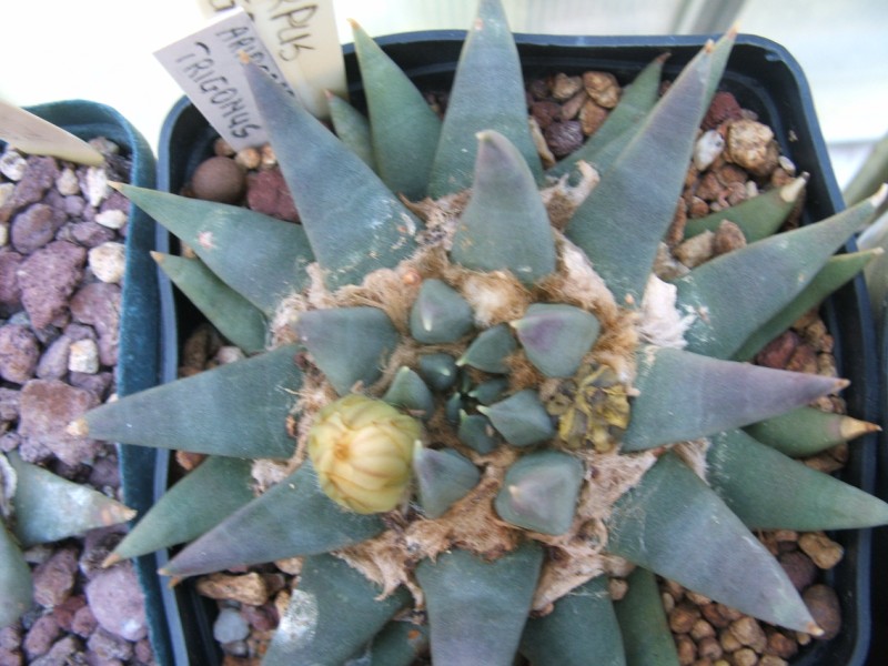 Ariocarpus trigonus 