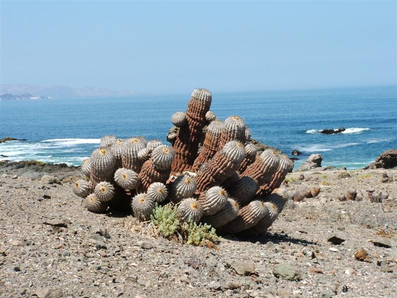 Copiapoa cinerea v. albispina 