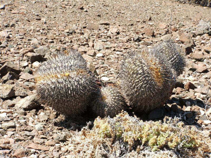 Copiapoa cinerea v. albispina 