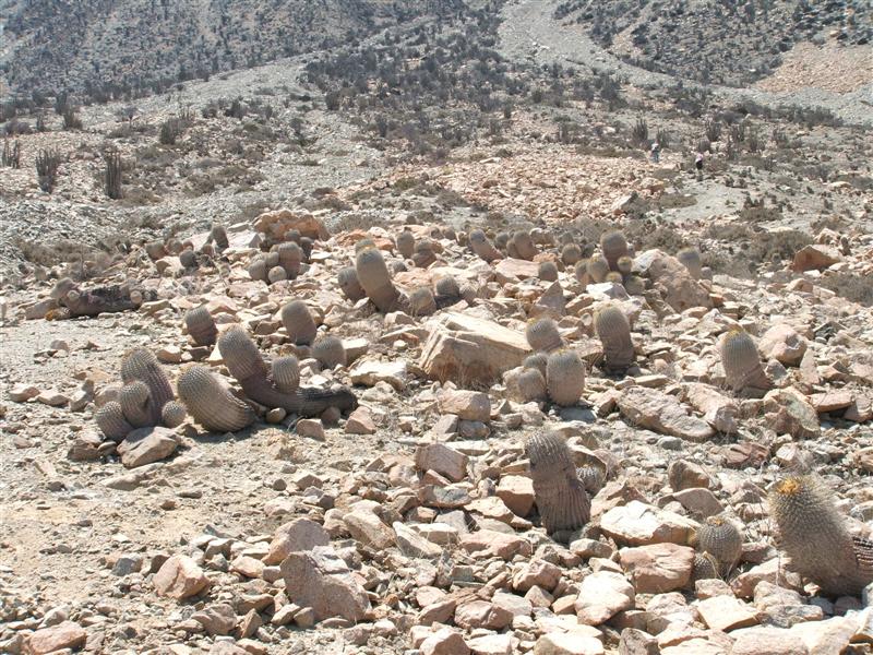 Copiapoa cinerea ssp. haseltoniana 