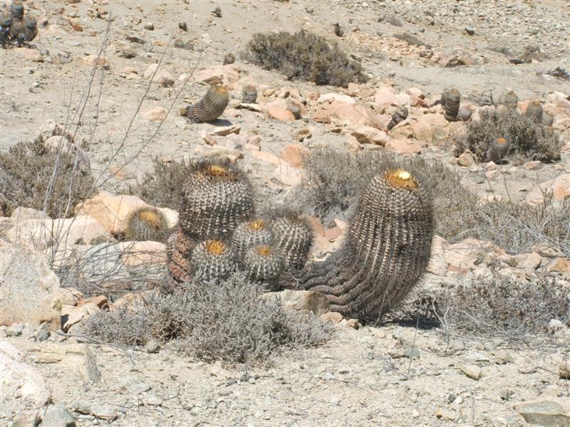 Copiapoa cinerea ssp. haseltoniana 