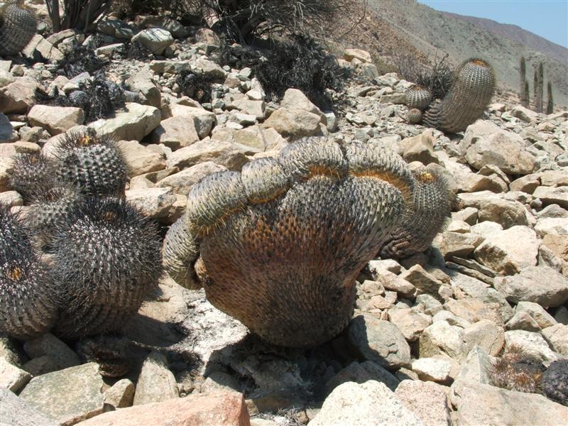 Copiapoa cinerea ssp. haseltoniana 