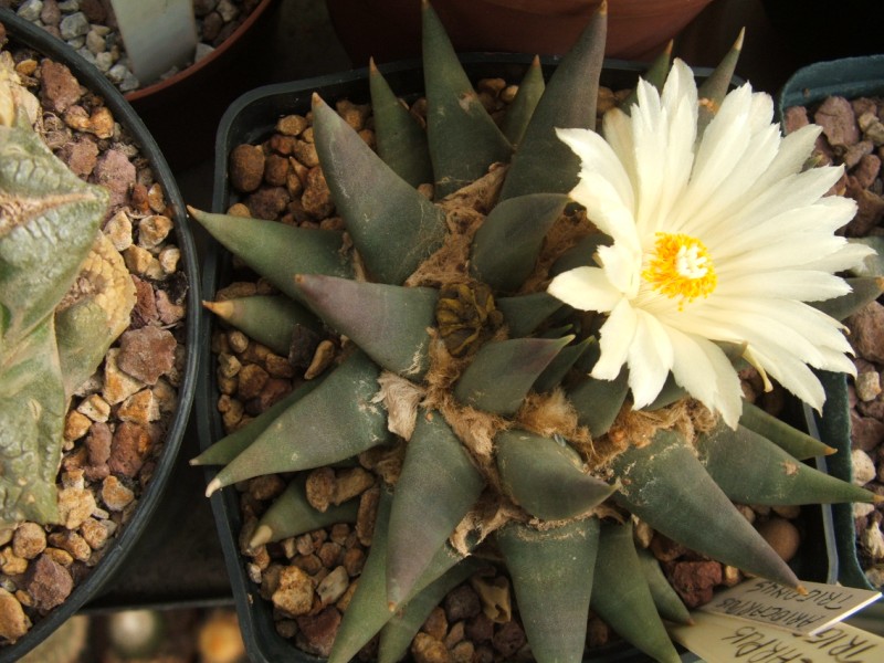 Ariocarpus trigonus 