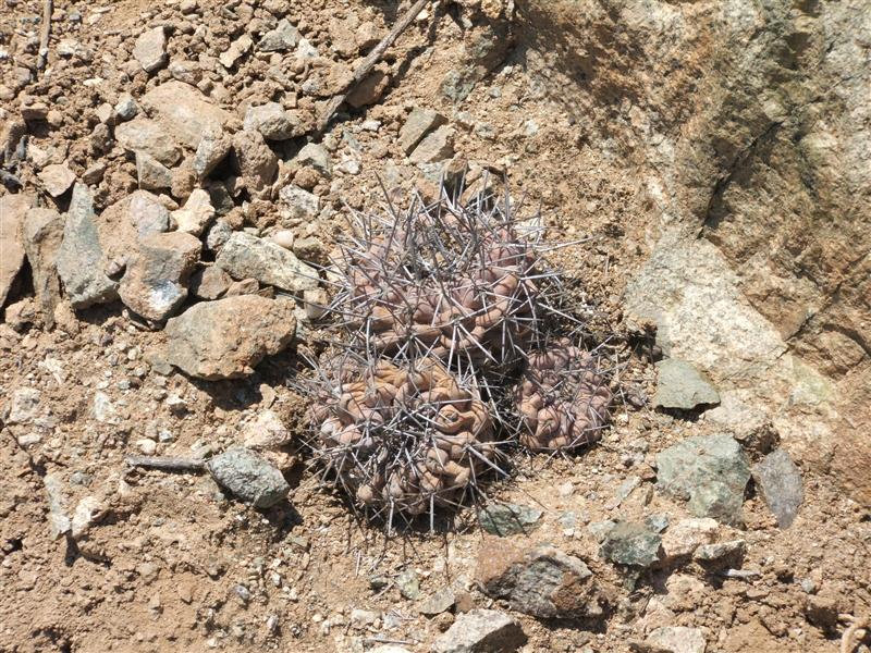 Copiapoa olivana 