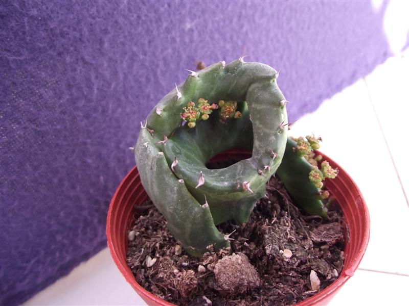 Euphorbia stellata 