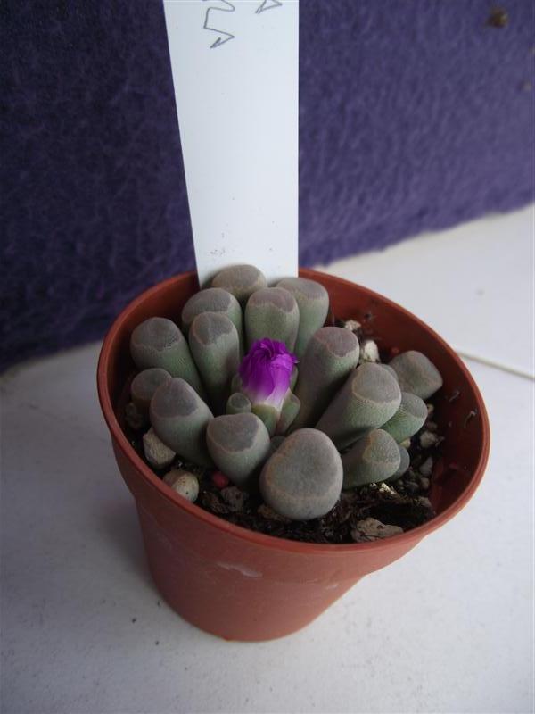 Frithia pulchra 