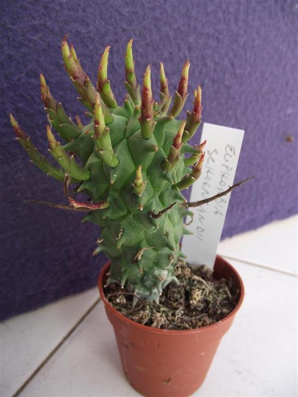 Euphorbia schoenlandii 