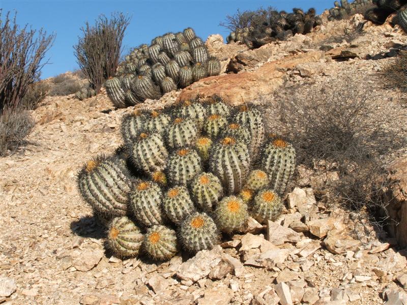 Copiapoa cinerea ssp. haseltoniana f. tenebrosa 