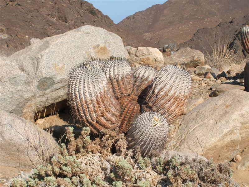 Copiapoa cinerea v. albispina 