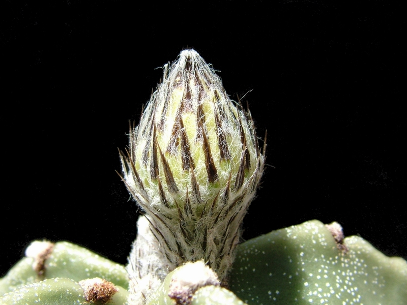 Astrophytum myriostigma 