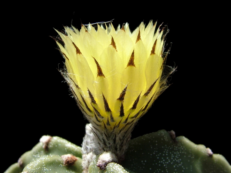 Astrophytum myriostigma 