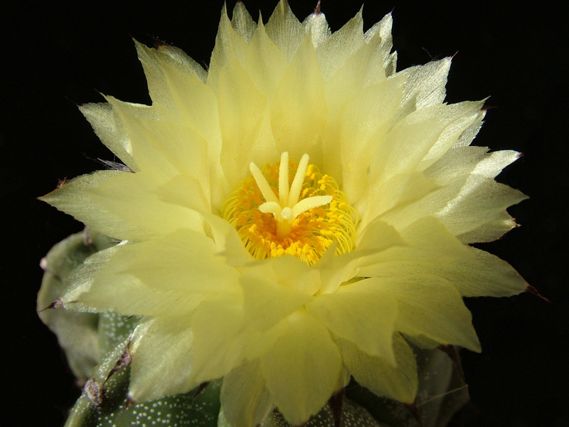 Astrophytum myriostigma 