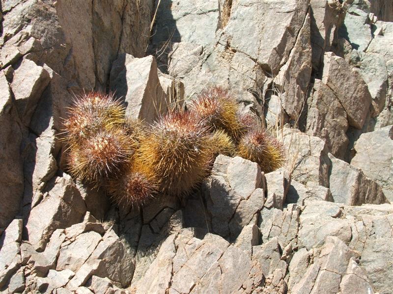 copiapoa taltalensis f. rupestris