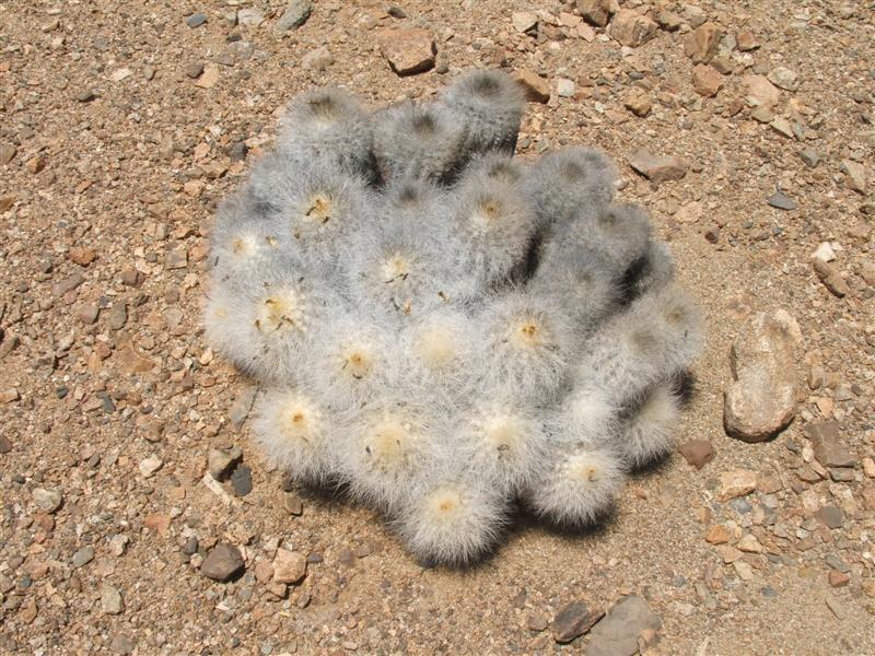 Copiapoa krainziana 