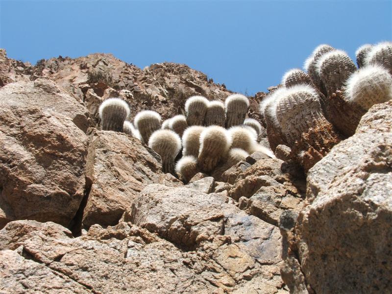 Copiapoa krainziana 