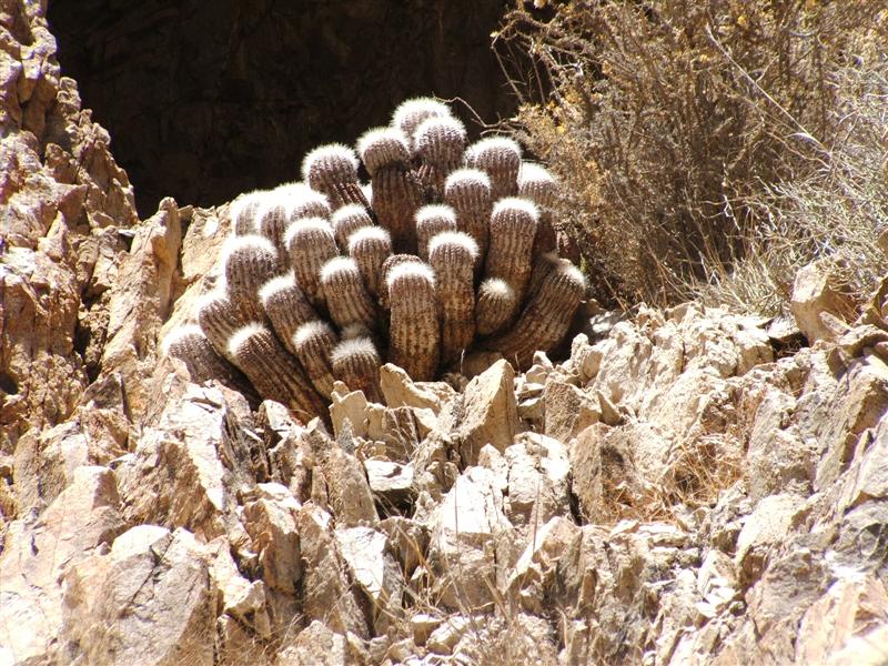 Copiapoa krainziana 